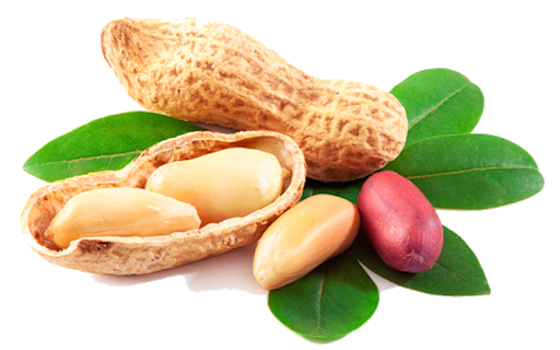 GROUNDNUT PNG